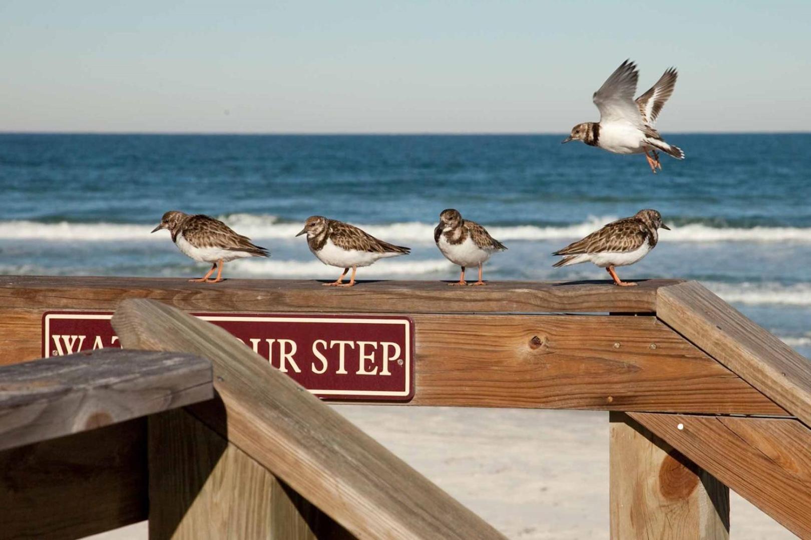 410 - Fourth Floor 1/1 Sleeps 2 Leilighet New Smyrna Beach Eksteriør bilde